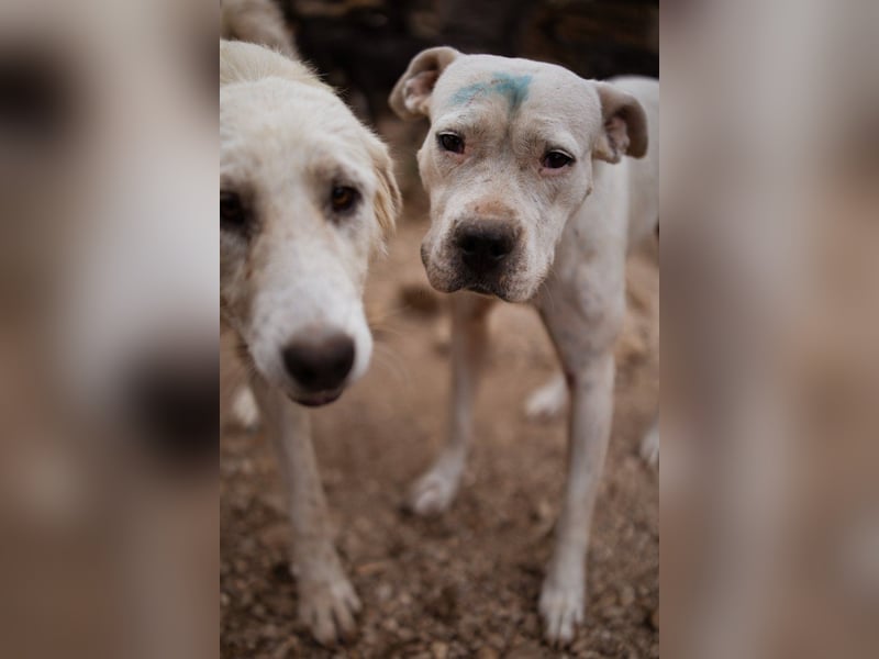 Dogo-Argentino-Mix-Lady ♥ Bila ♥ weißer Engel auf 4 Pfoten