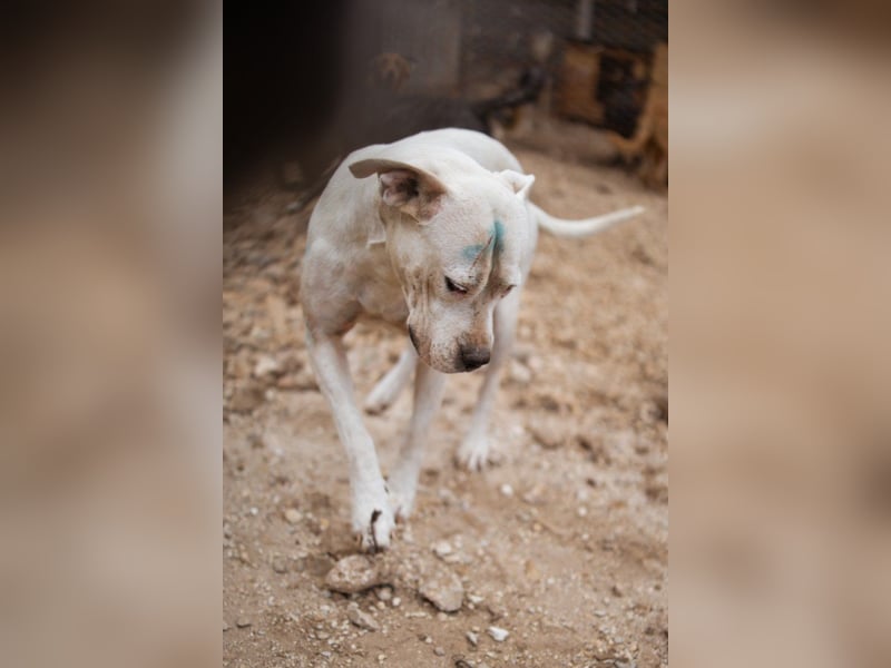 Dogo-Argentino-Mix-Lady ♥ Bila ♥ weißer Engel auf 4 Pfoten