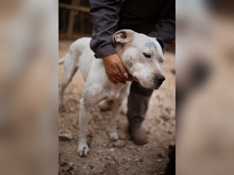 Dogo-Argentino-Mix-Lady ♥ Bila ♥ weißer Engel auf 4 Pfoten