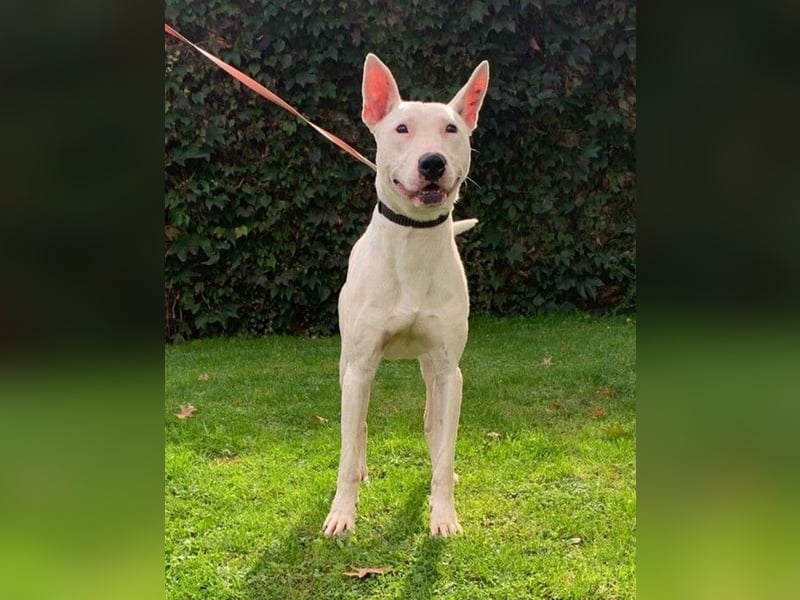 Titus-Dogo Argentino-Schäferhund Mix