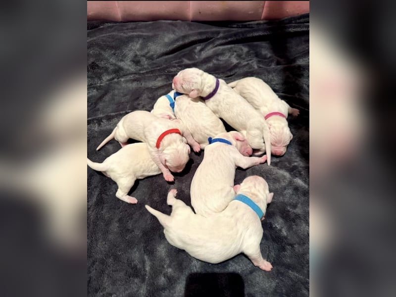 DECKRÜDE reinrassig Dogo Argentino