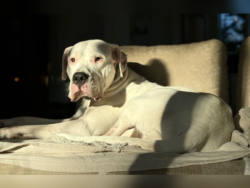 DECKRÜDE reinrassig Dogo Argentino