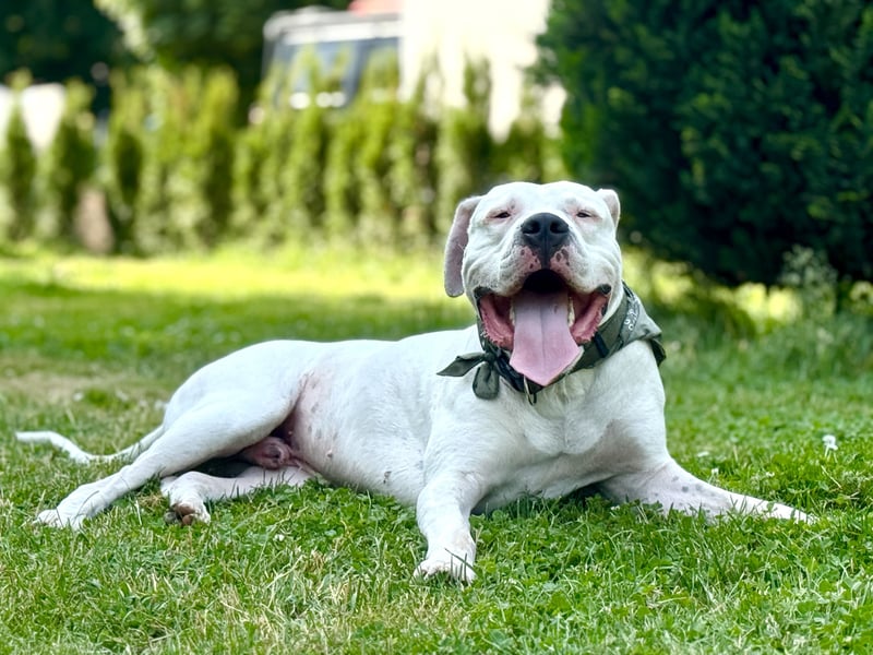 DECKRÜDE reinrassig Dogo Argentino