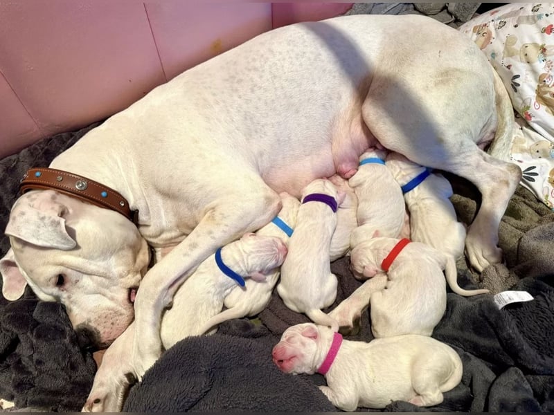 DECKRÜDE reinrassig Dogo Argentino