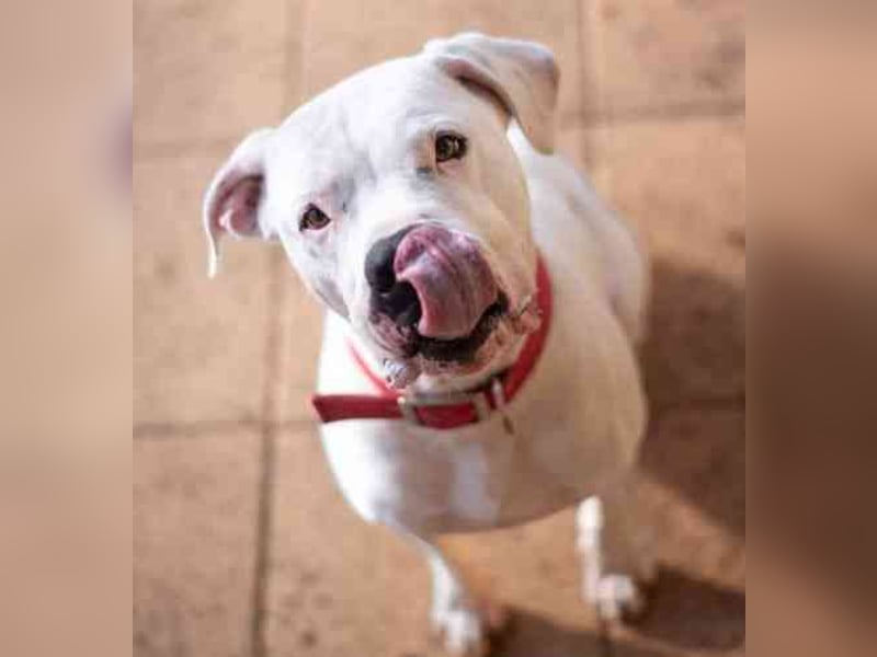 Boo, Dogo Argentino – American Bulldog-Mix, geb. 12/ 2020, freundlich, gut erzogen, sozial und volle