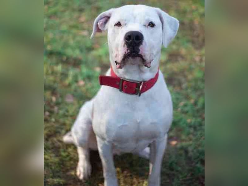 Boo, Dogo Argentino – American Bulldog-Mix, geb. 12/ 2020, freundlich, gut erzogen, sozial und volle