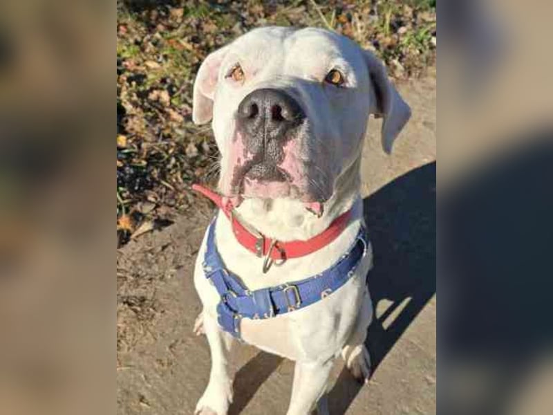 Boo, Dogo Argentino – American Bulldog-Mix, geb. 12/ 2020, freundlich, gut erzogen, sozial und volle