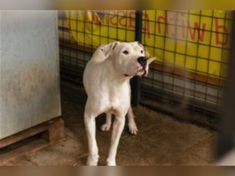 TOGO - Wer hat Erfahrung im Umgang mit dieser Hunderasse + möchte diesen Schatz gerne zu sich nehmen