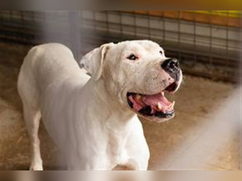 TOGO - Wer hat Erfahrung im Umgang mit dieser Hunderasse + möchte diesen Schatz gerne zu sich nehmen