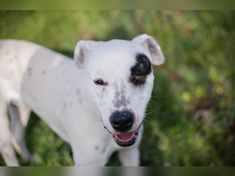 STROLCHI - der hübsche Junge sucht ein liebevolles Für-Immer Zuhause