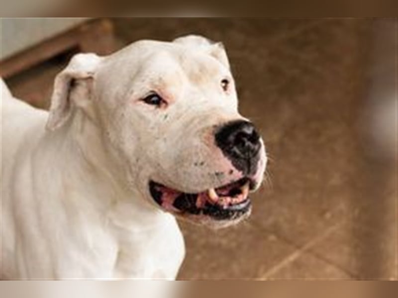 TOGO - Wer hat Erfahrung im Umgang mit dieser Hunderasse + möchte diesen Schatz gerne zu sich nehmen