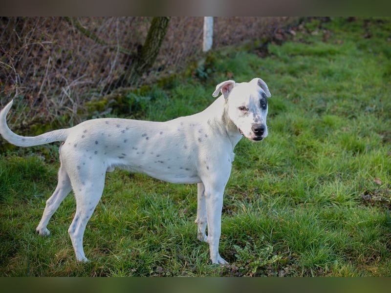 STROLCHI - der hübsche Junge sucht ein liebevolles Für-Immer Zuhause