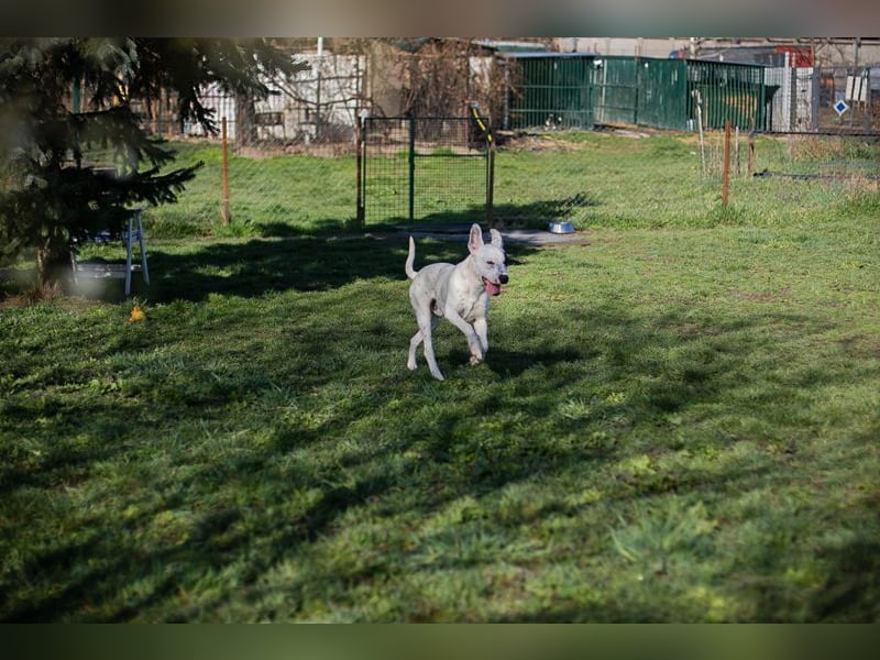 STROLCHI - der hübsche Junge sucht ein liebevolles Für-Immer Zuhause