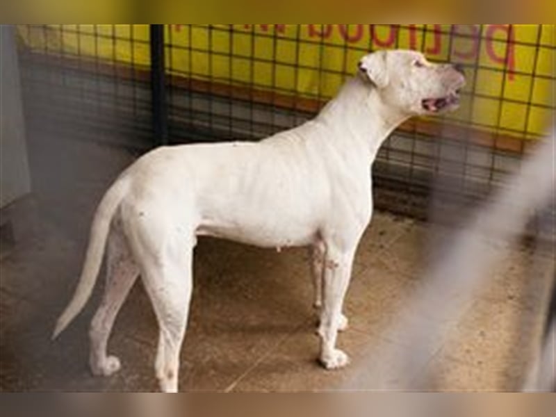 TOGO - Wer hat Erfahrung im Umgang mit dieser Hunderasse + möchte diesen Schatz gerne zu sich nehmen