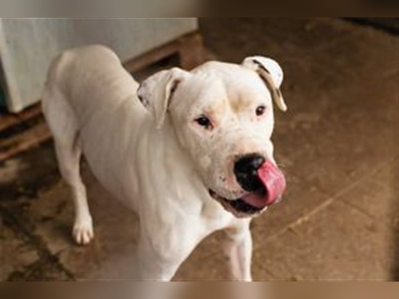 TOGO - Wer hat Erfahrung im Umgang mit dieser Hunderasse + möchte diesen Schatz gerne zu sich nehmen