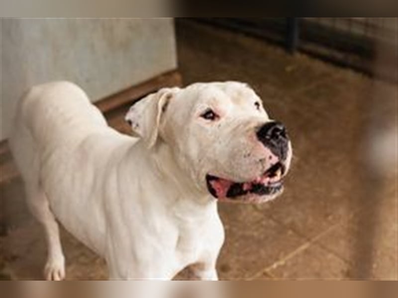 TOGO - Wer hat Erfahrung im Umgang mit dieser Hunderasse + möchte diesen Schatz gerne zu sich nehmen