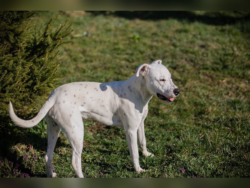 STROLCHI - der hübsche Junge sucht ein liebevolles Für-Immer Zuhause