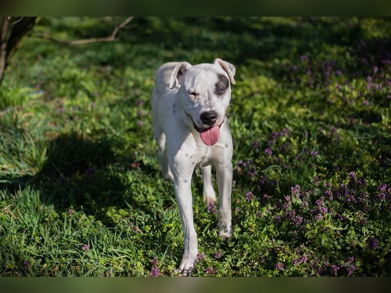 STROLCHI - der hübsche Junge sucht ein liebevolles Für-Immer Zuhause