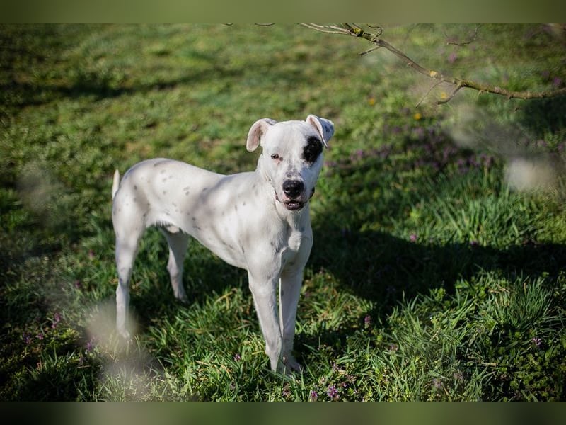 STROLCHI - der hübsche Junge sucht ein liebevolles Für-Immer Zuhause