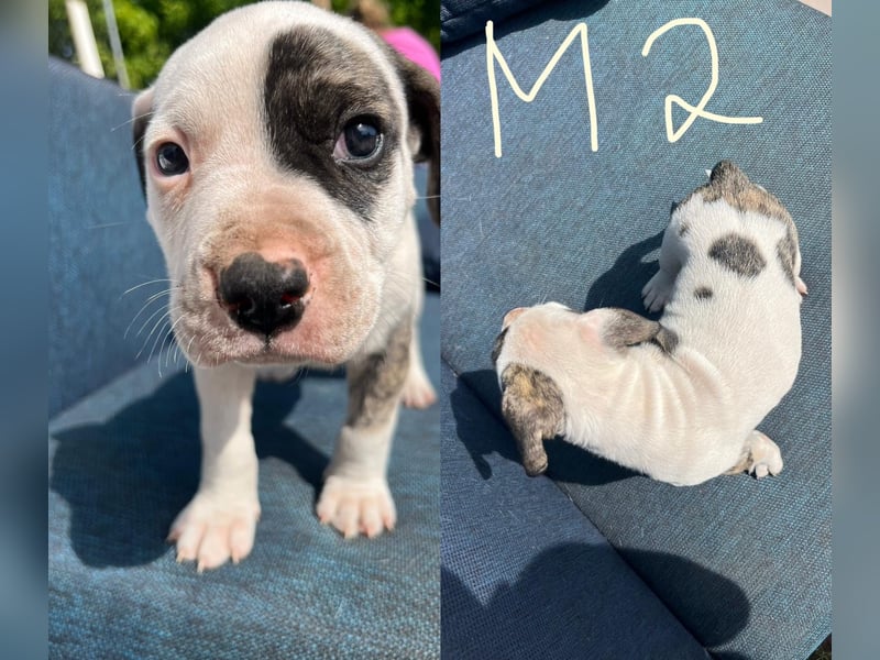Dogo argentino /Old English Bulldogge Welpen