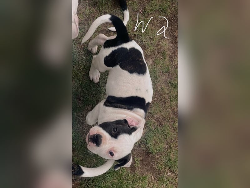 Dogo argentino /Old English Bulldogge Welpen