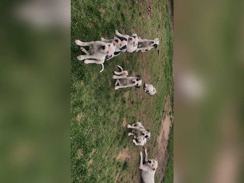 Dogo argentino /Old English Bulldogge Welpen
