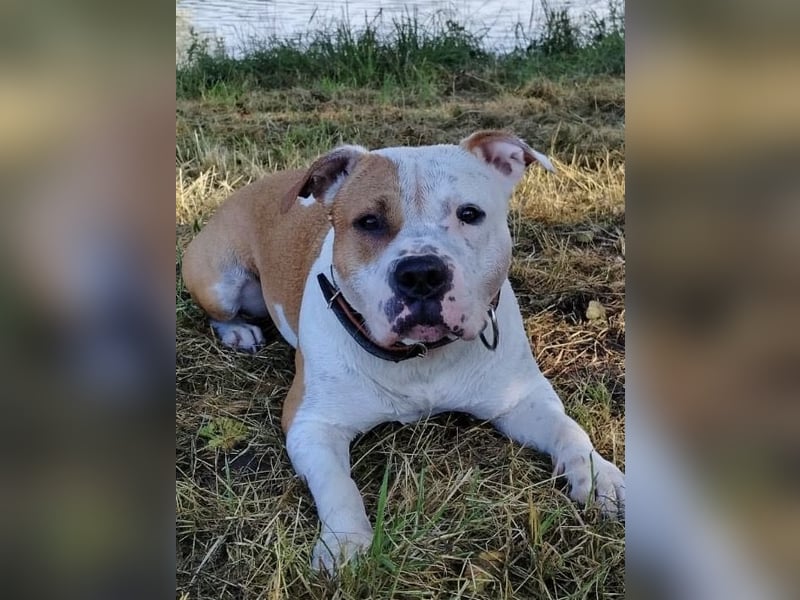 Dogo argentino /Old English Bulldogge Welpen