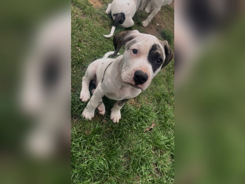 Dogo argentino /Old English Bulldogge Welpen