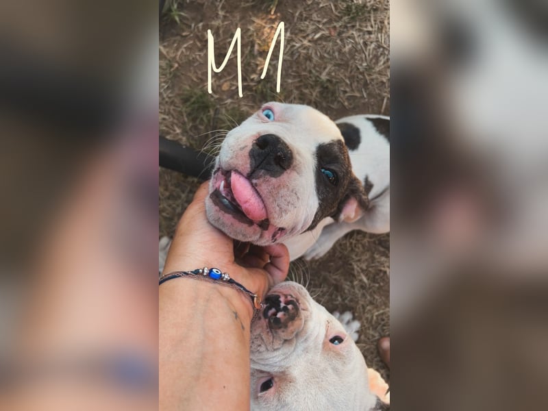 Dogo argentino /Old English Bulldogge Welpen
