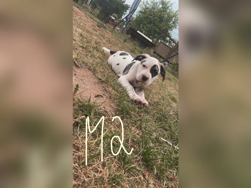 Dogo argentino /Old English Bulldogge Welpen