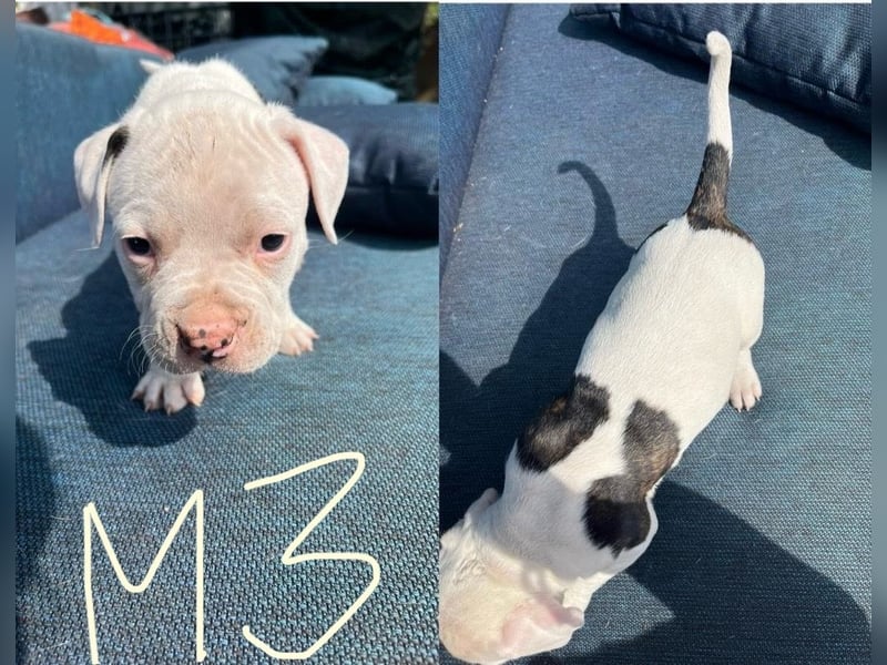 Dogo argentino /Old English Bulldogge Welpen