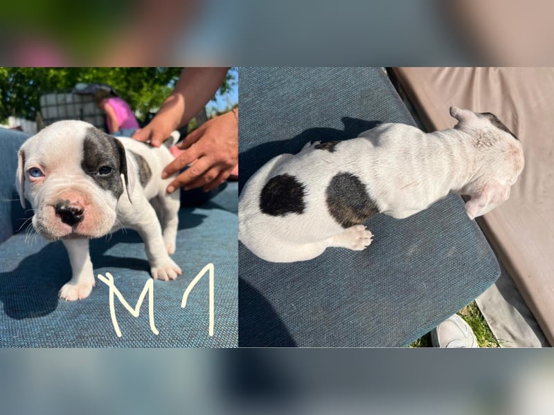 Dogo argentino /Old English Bulldogge Welpen