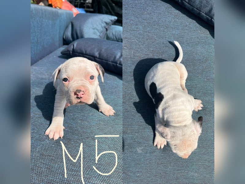 Dogo argentino /Old English Bulldogge Welpen
