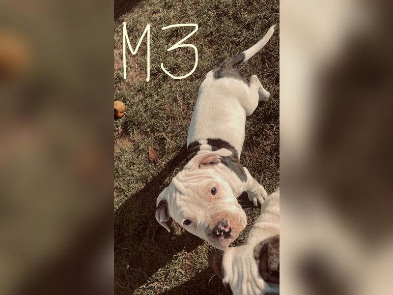 Dogo argentino /Old English Bulldogge Welpen