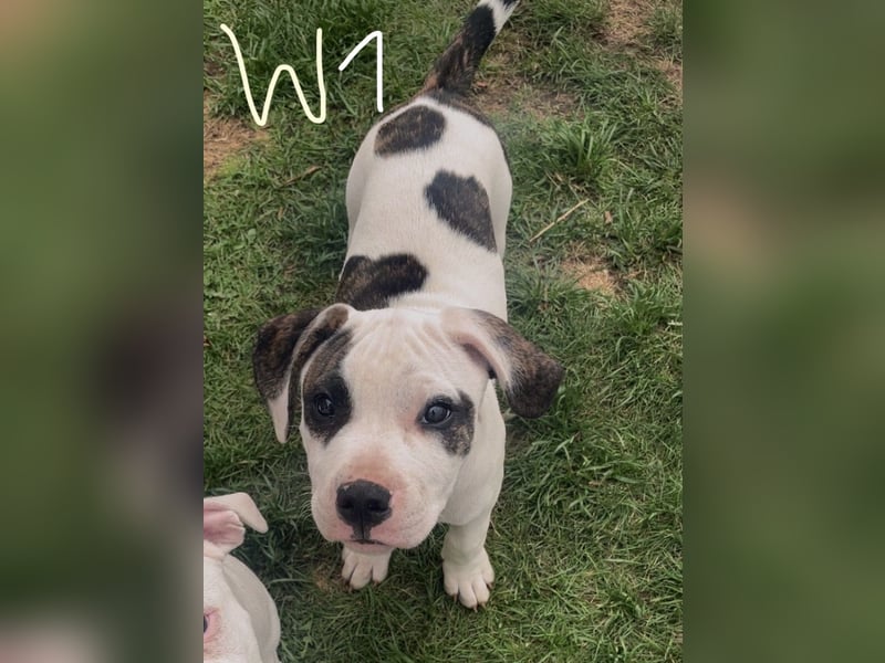 Dogo argentino /Old English Bulldogge Welpen