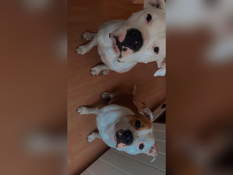 Dogo argentino /Old English Bulldogge Welpen