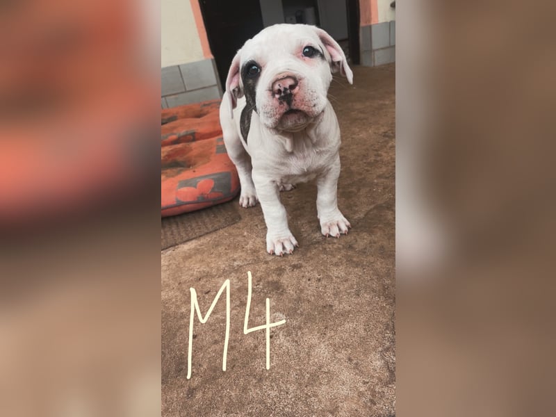 Dogo argentino /Old English Bulldogge Welpen