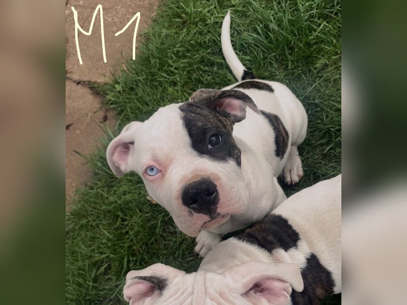 Dogo argentino /Old English Bulldogge Welpen
