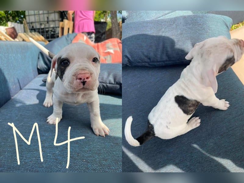 Dogo argentino /Old English Bulldogge Welpen