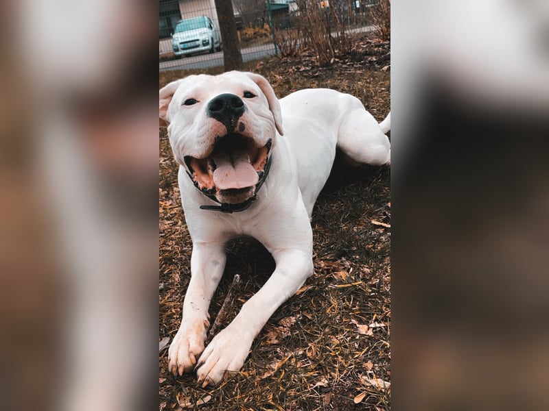 Dogo argentino /Old English Bulldogge Welpen