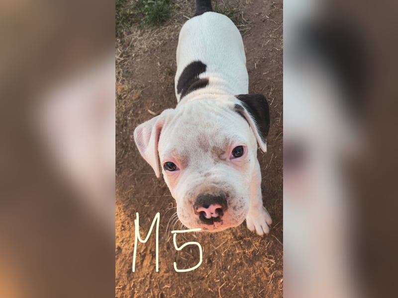 Dogo argentino /Old English Bulldogge Welpen