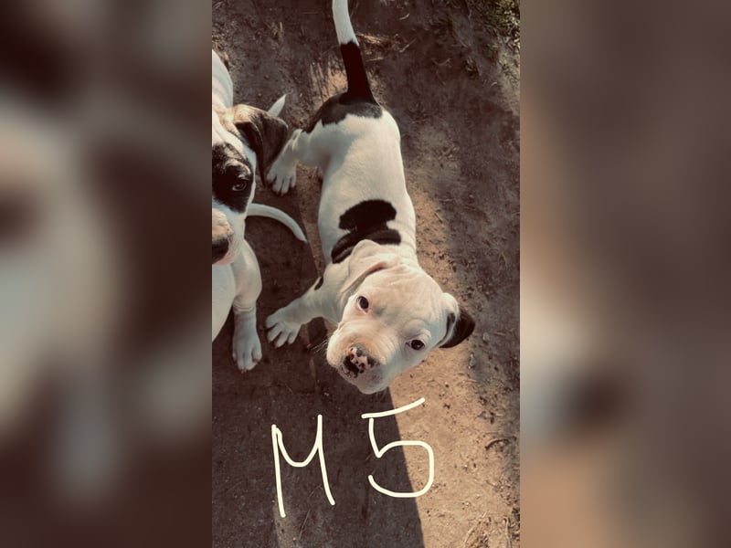 Dogo argentino /Old English Bulldogge Welpen