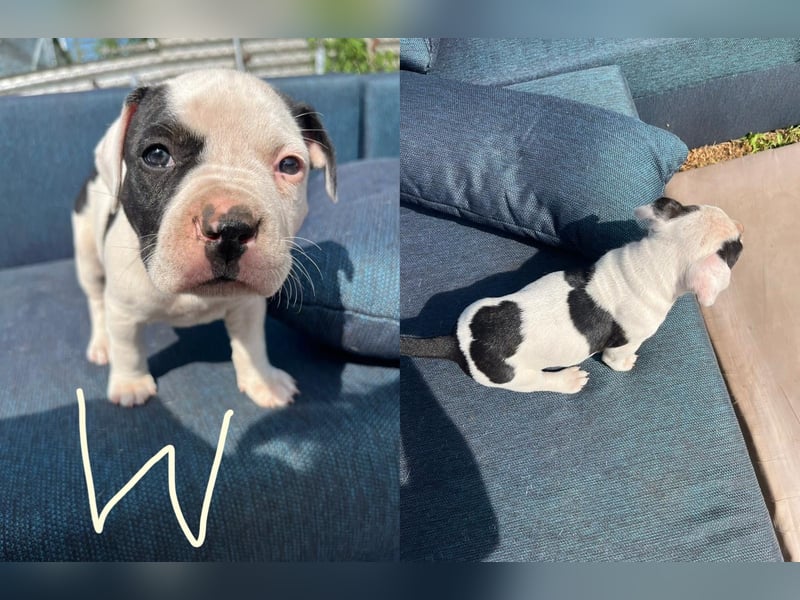 Dogo argentino /Old English Bulldogge Welpen