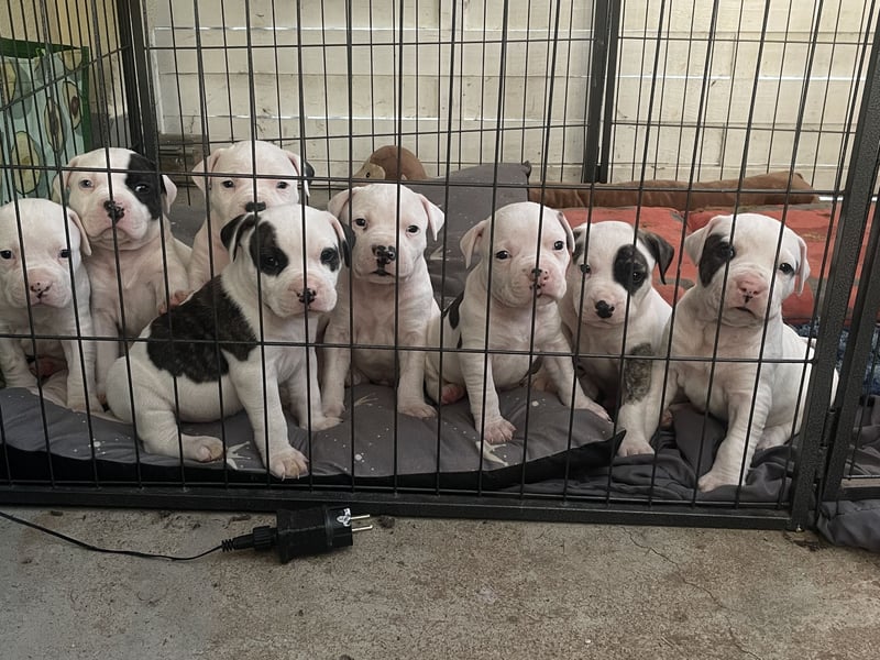 Dogo argentino /Old English Bulldogge Welpen