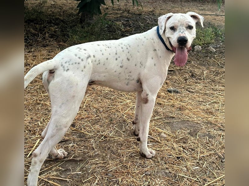 IVAR - sportlicher Riese sucht seinen Buddy