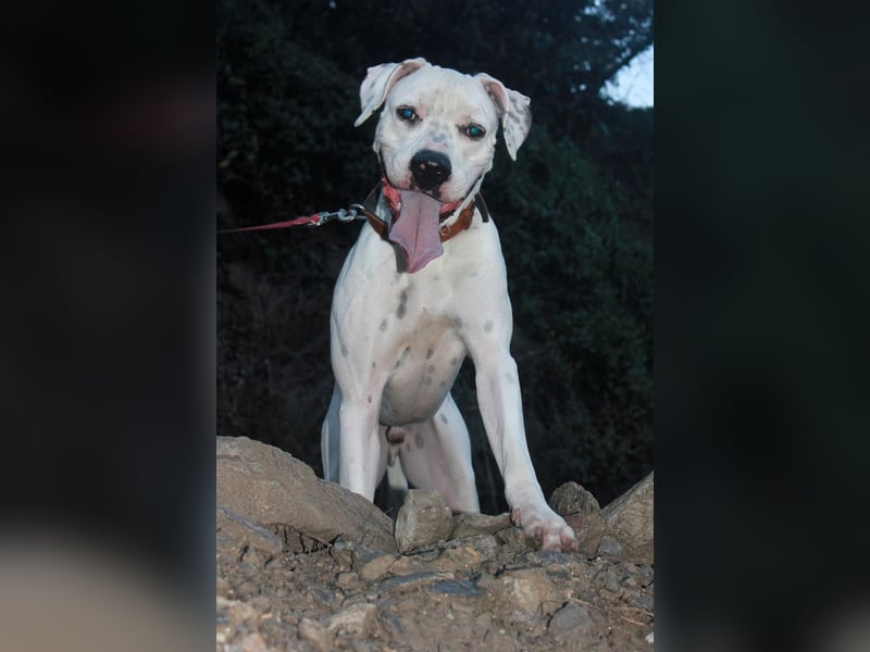 IVAR - sportlicher Riese sucht seinen Buddy