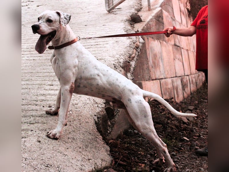 IVAR - sportlicher Riese sucht seinen Buddy