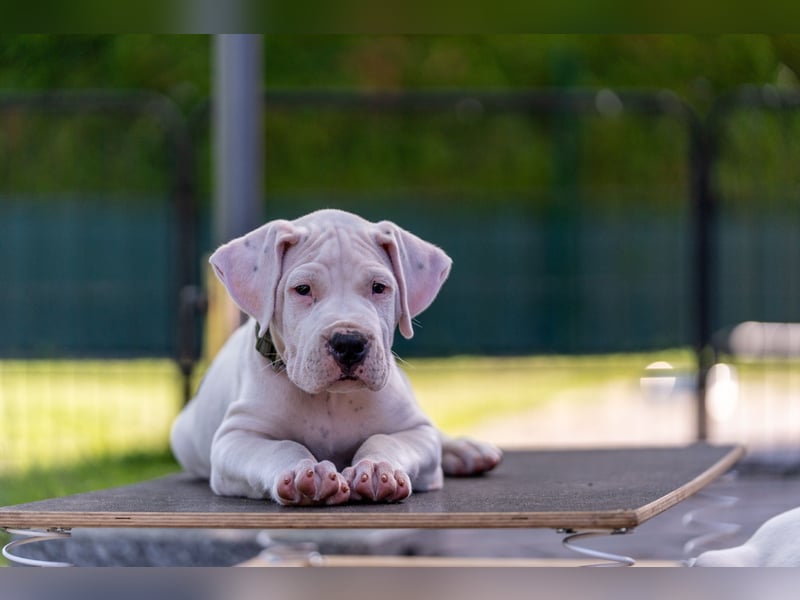 Dogo Argentino Welpen aus liebevoller VDH/FCI-Familienzucht - Abgabebereit