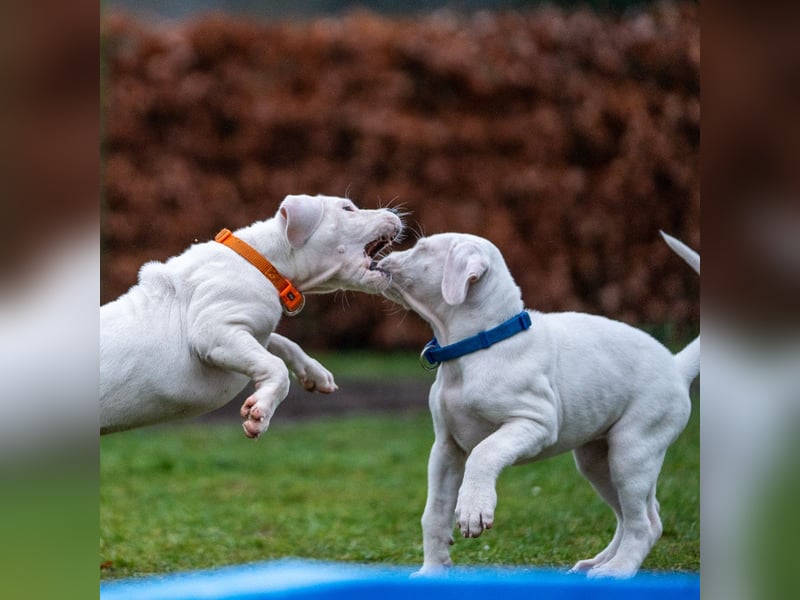 Dogo Argentino Welpen aus familiärer VHD/ FCI Zucht - Abgabebereit Juni 2026