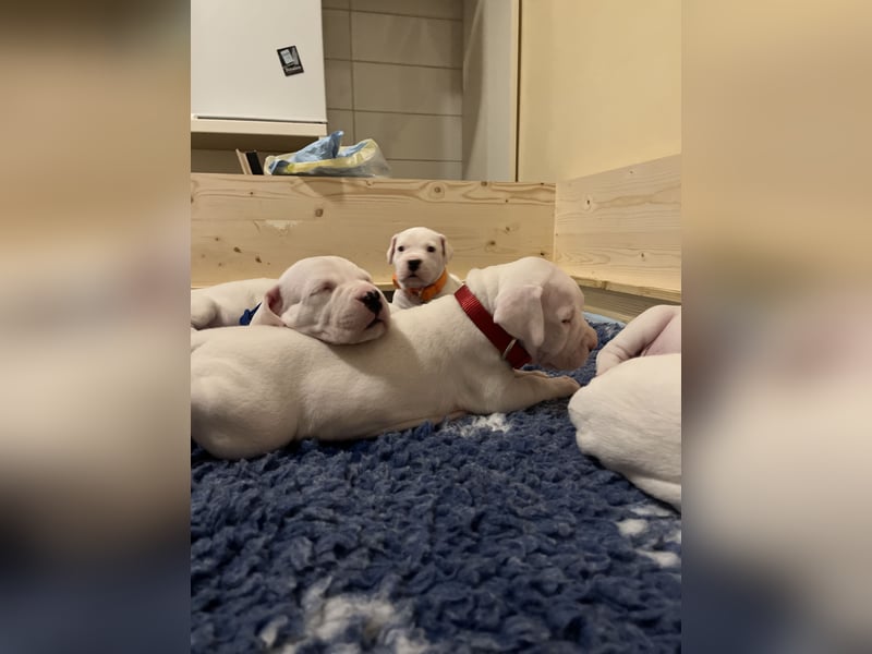 Dogo Argentino Welpen aus familiärer VHD/ FCI Zucht - Abgabebereit Juni 2026